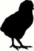 Baby Chick vinyl decal